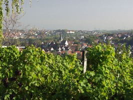 Weinbau